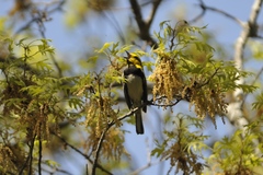 Setophaga chrysoparia