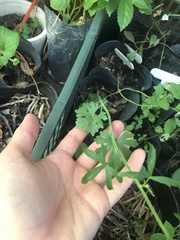 Ranunculus apiifolius