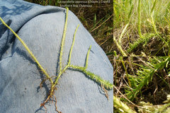 Lycopodiella appressa