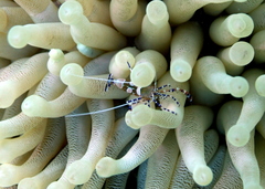 Periclimenes yucatanicus