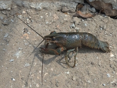 Cherax quadricarinatus