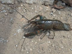 Cherax quadricarinatus