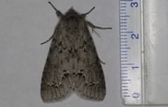 Acronicta hastulifera