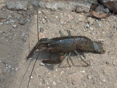 Cherax quadricarinatus