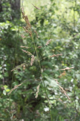 Poa pratensis pratensis