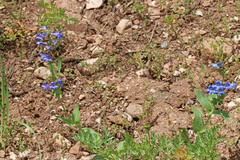 Penstemon cyananthus cyananthus