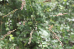 Poa pratensis pratensis