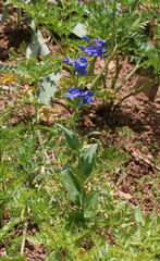 Penstemon cyananthus cyananthus