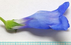 Penstemon cyananthus cyananthus