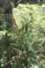 Poa pratensis pratensis