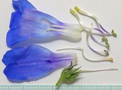 Penstemon cyananthus cyananthus