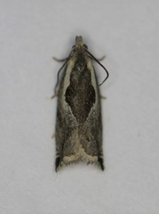 Ancylis sheppardana