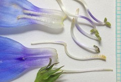 Penstemon cyananthus cyananthus
