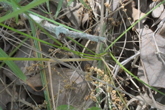 Poa pratensis pratensis