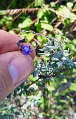 Salvia thymoides