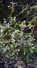 Salvia thymoides