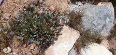 Protea recondita