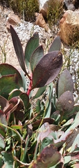 Protea recondita