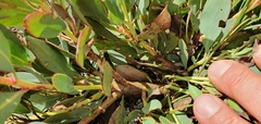 Protea recondita