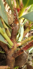 Protea recondita