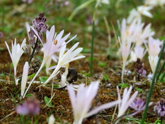 Colchicum pusillum