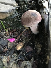 Gymnopilus thiersii