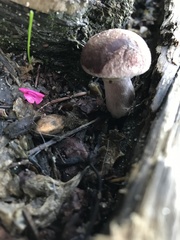 Gymnopilus thiersii