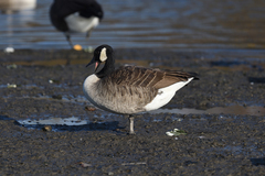 Branta canadensis