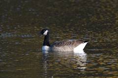 Branta canadensis