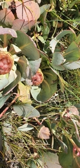 Protea recondita
