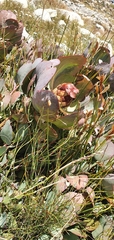 Protea recondita