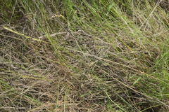 Festuca octoflora octoflora