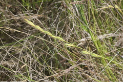 Festuca octoflora octoflora