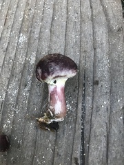 Gymnopilus thiersii