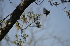 Setophaga chrysoparia