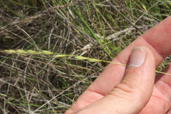 Festuca octoflora octoflora
