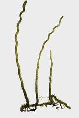Lycopodiella appressa