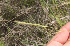Festuca octoflora octoflora