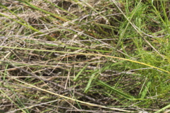 Festuca octoflora octoflora