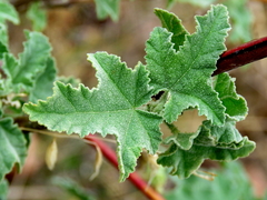 Malva unguiculata
