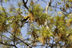 Setophaga chrysoparia