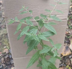 Lithospermum officinale