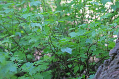 Ribes hudsonianum petiolare