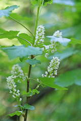 Ribes hudsonianum petiolare