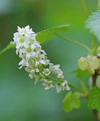 Ribes hudsonianum petiolare