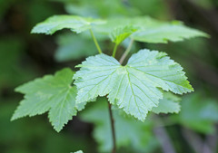 Ribes hudsonianum petiolare
