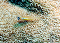 Coryphopterus lipernes