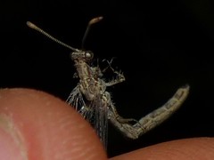 Neuroleon arenarius