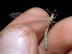 Macronemurus appendiculatus