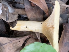 Lactarius yazooensis